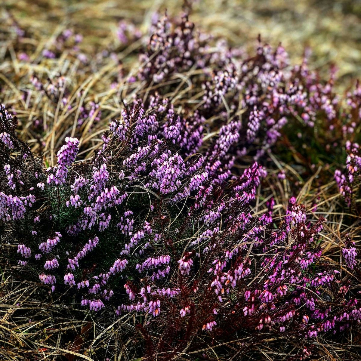purple flowers (credit Alex Lazarević)
